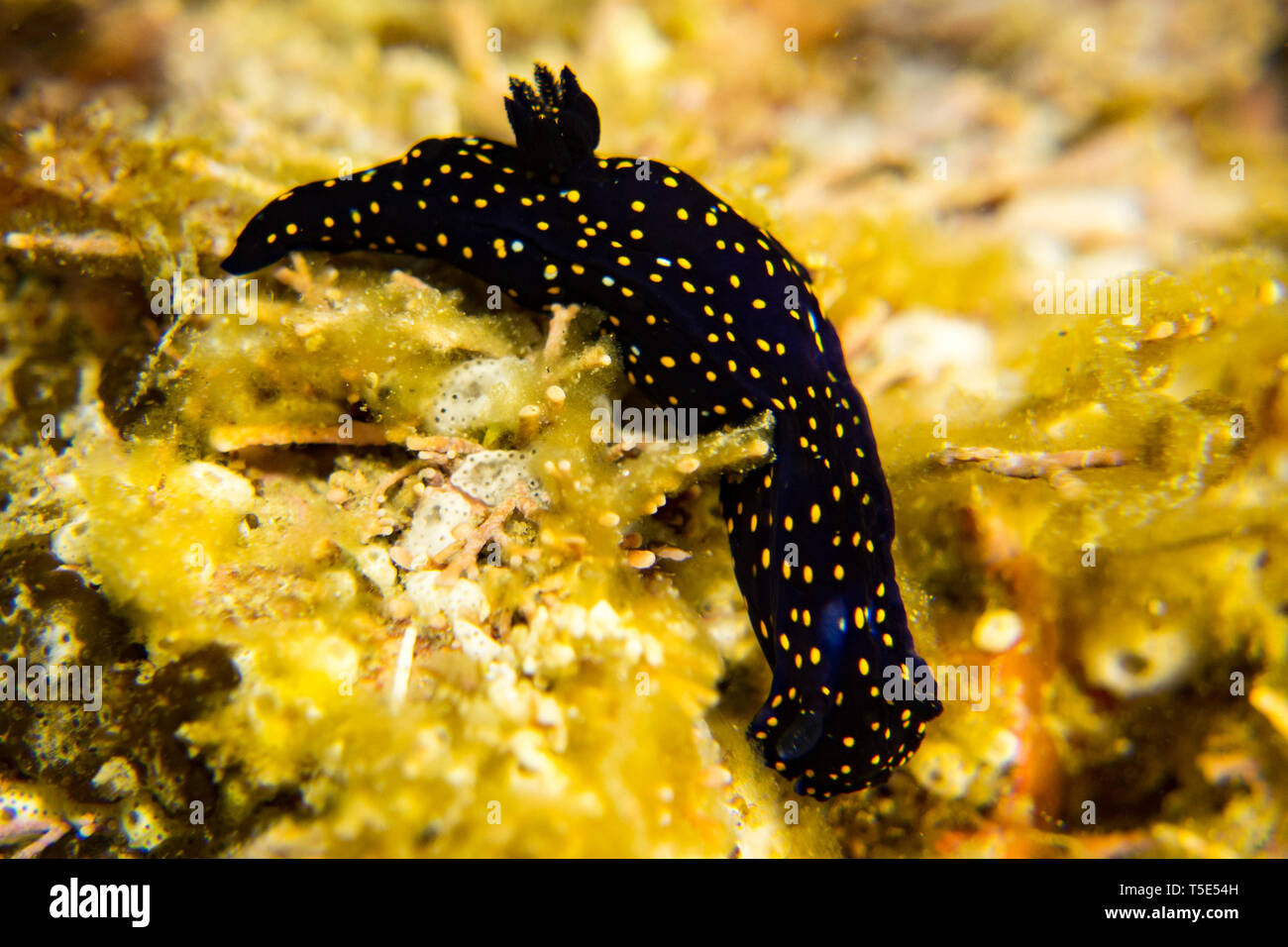 Un hermoso mar nudibranch o slug, Felimare californiensis, el California Blue Dorid visto mientras buceo en el Mar de Cortez, en Baja California Sur, Mexico Foto de stock