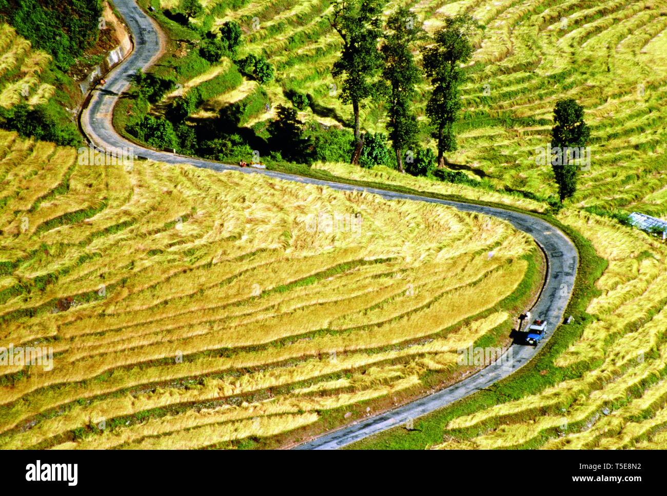 En serpentina carretera entre campos de arroz, Sikkim, India, Asia Foto de stock