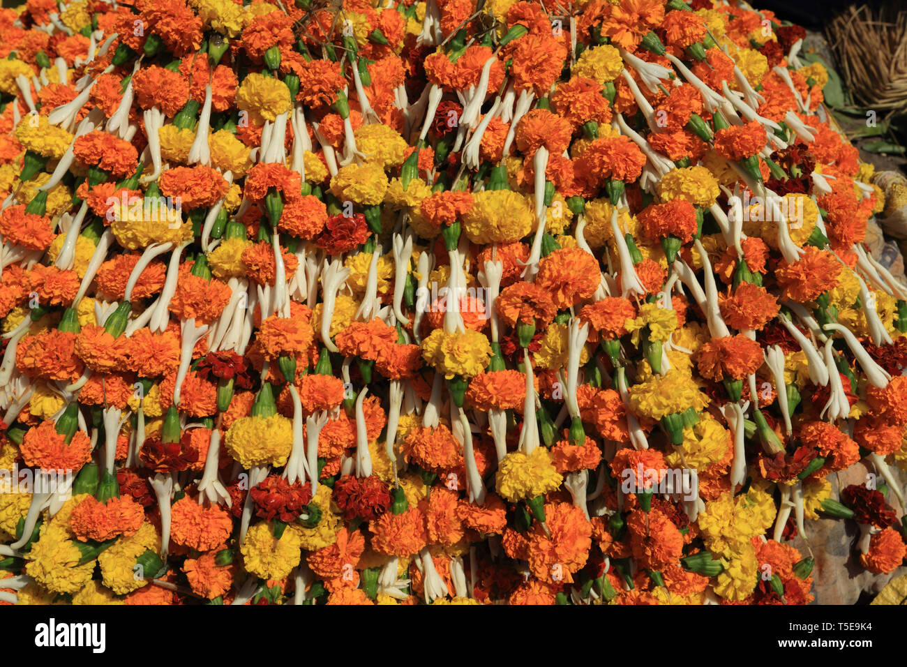 Flor caléndula vendido cerca del templo en Kolkata, Bengala Occidental, India, Asia Foto de stock