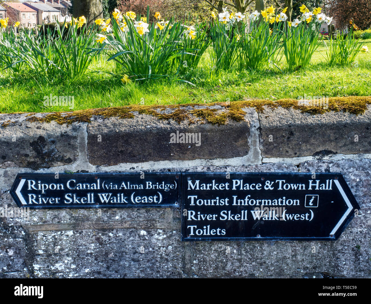 Las señales de las atracciones turísticas y narcisos primavera en la ciudad de Ripon North Yorkshire, Inglaterra Foto de stock
