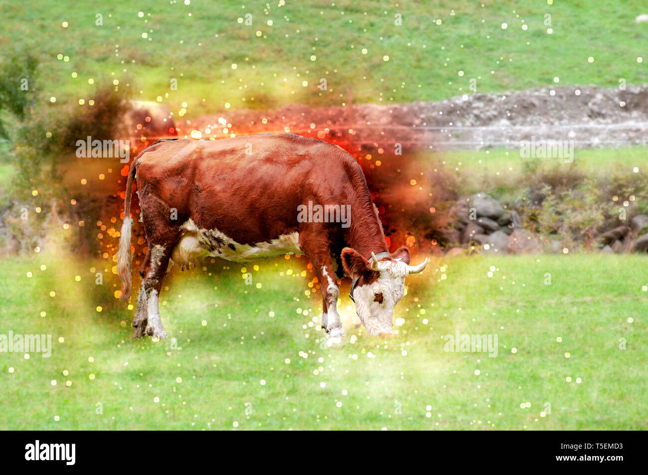 Imagen mejorada digitalmente de tirolés brown cow sin cuernos que pastan en pastos de montaña, valle de Stubai, Tirol, Austria Foto de stock