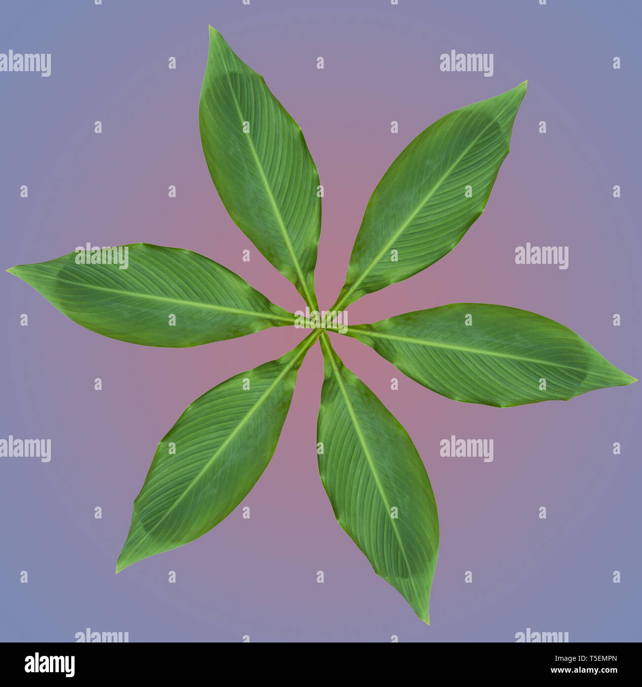 Imagen mejorada digitalmente de seis hojas dispuestas en un diseño circular Foto de stock