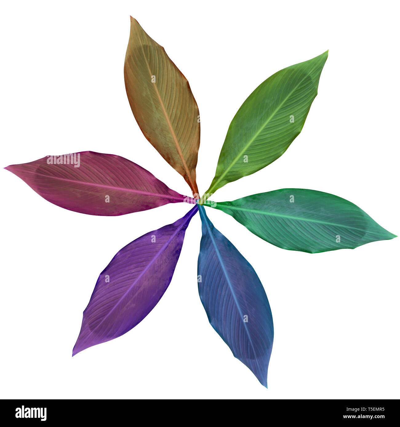 Arco iris de colores mejorada digitalmente las imágenes de seis hojas dispuestas en un diseño circular Foto de stock
