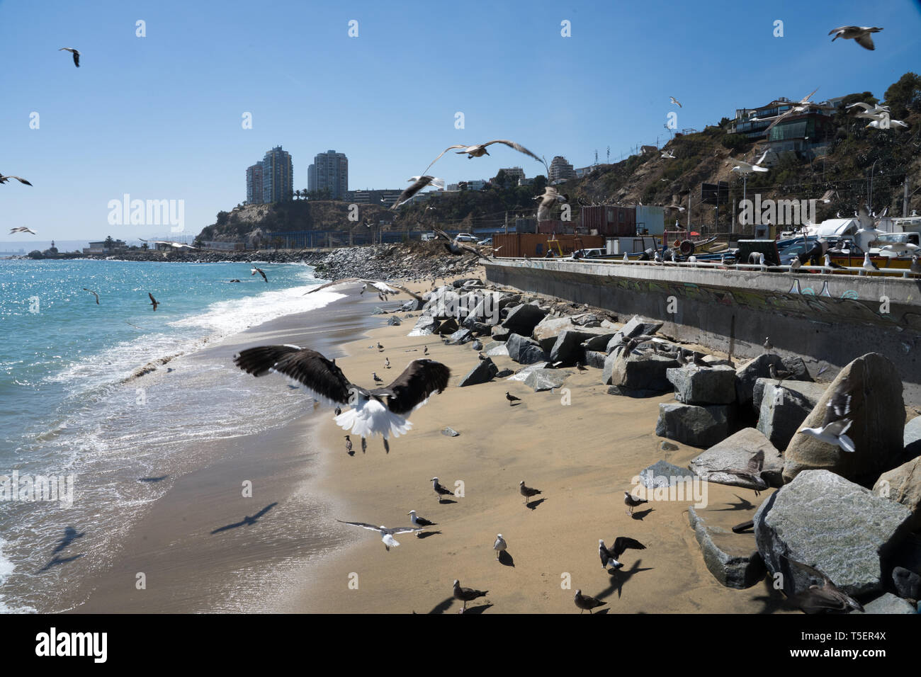 Gaviotas volando y en la playa al lado del mercado de pescado de Caleta  Portales, Valparaíso, Chile Fotografía de stock - Alamy