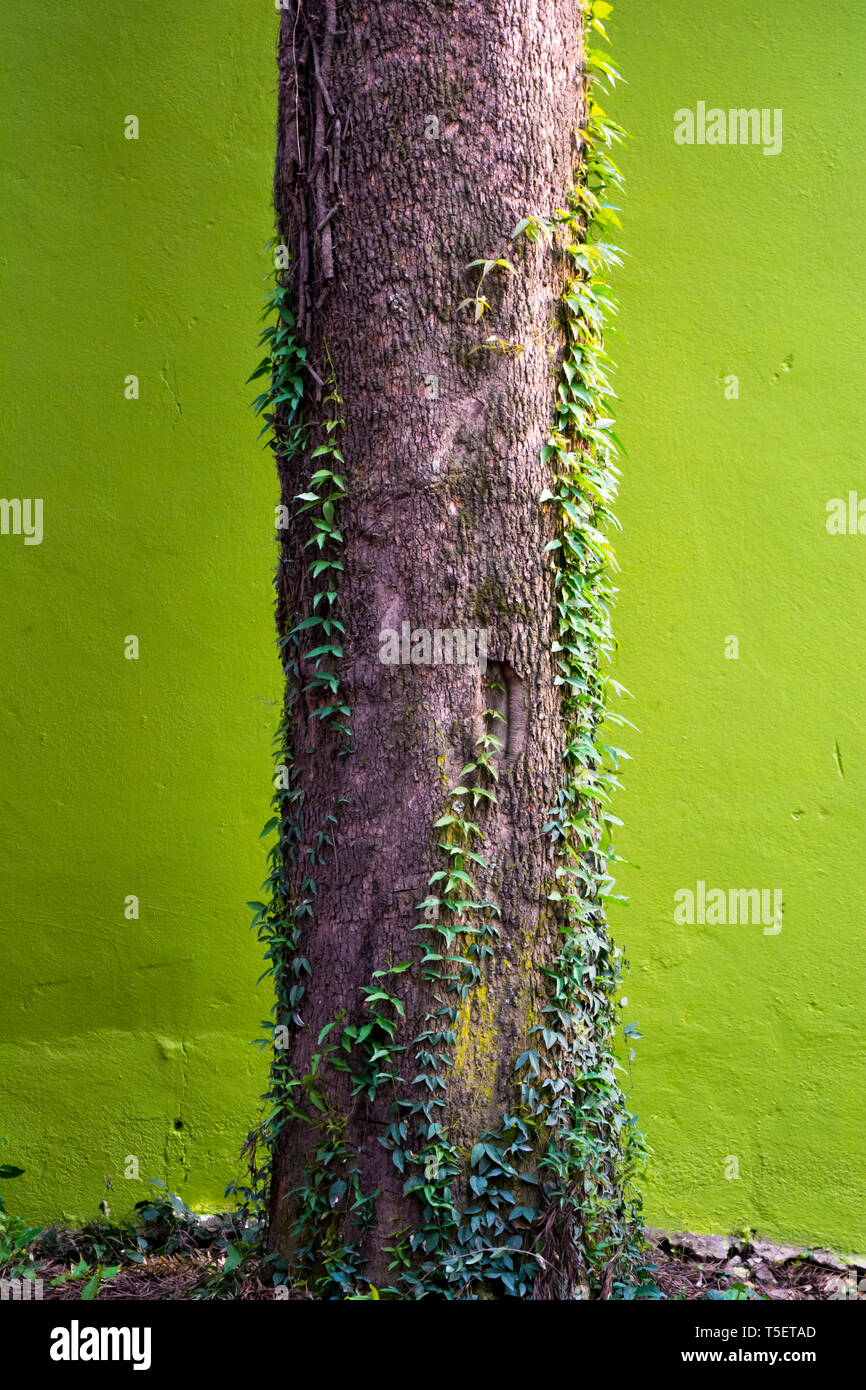 La parte inferior del viejo árbol grande interwoven vides y textura natural de fondo Foto de stock