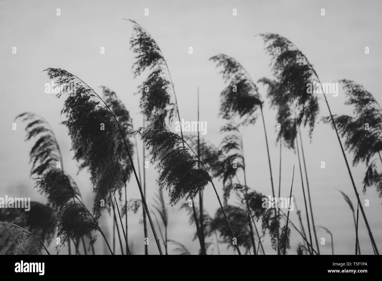 Cañas en una ligera brisa en un día caluroso de verano, al atardecer, B&W Foto de stock