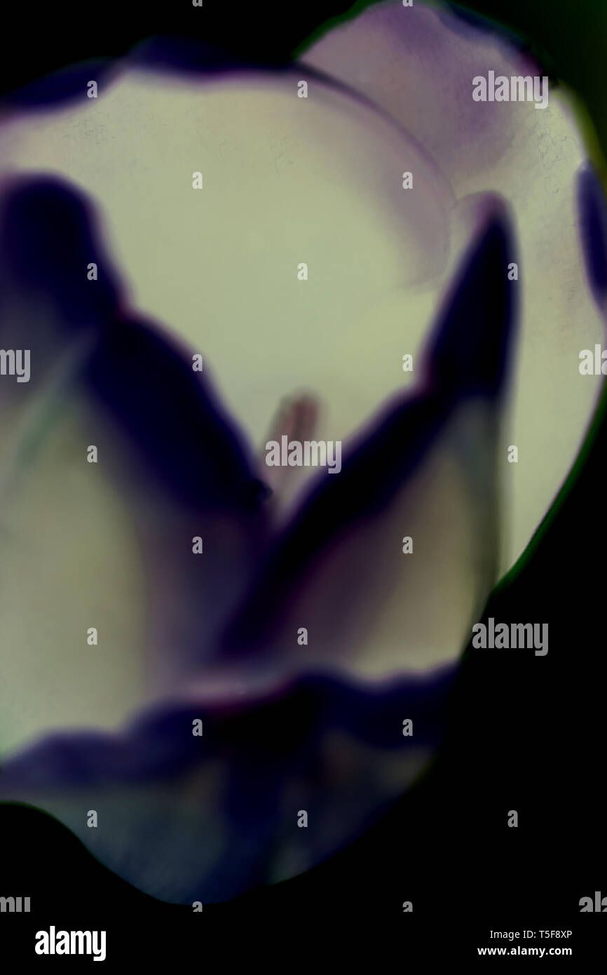 La estrecha y vista superior de una manera abstracta alienados tulip. Foto de stock