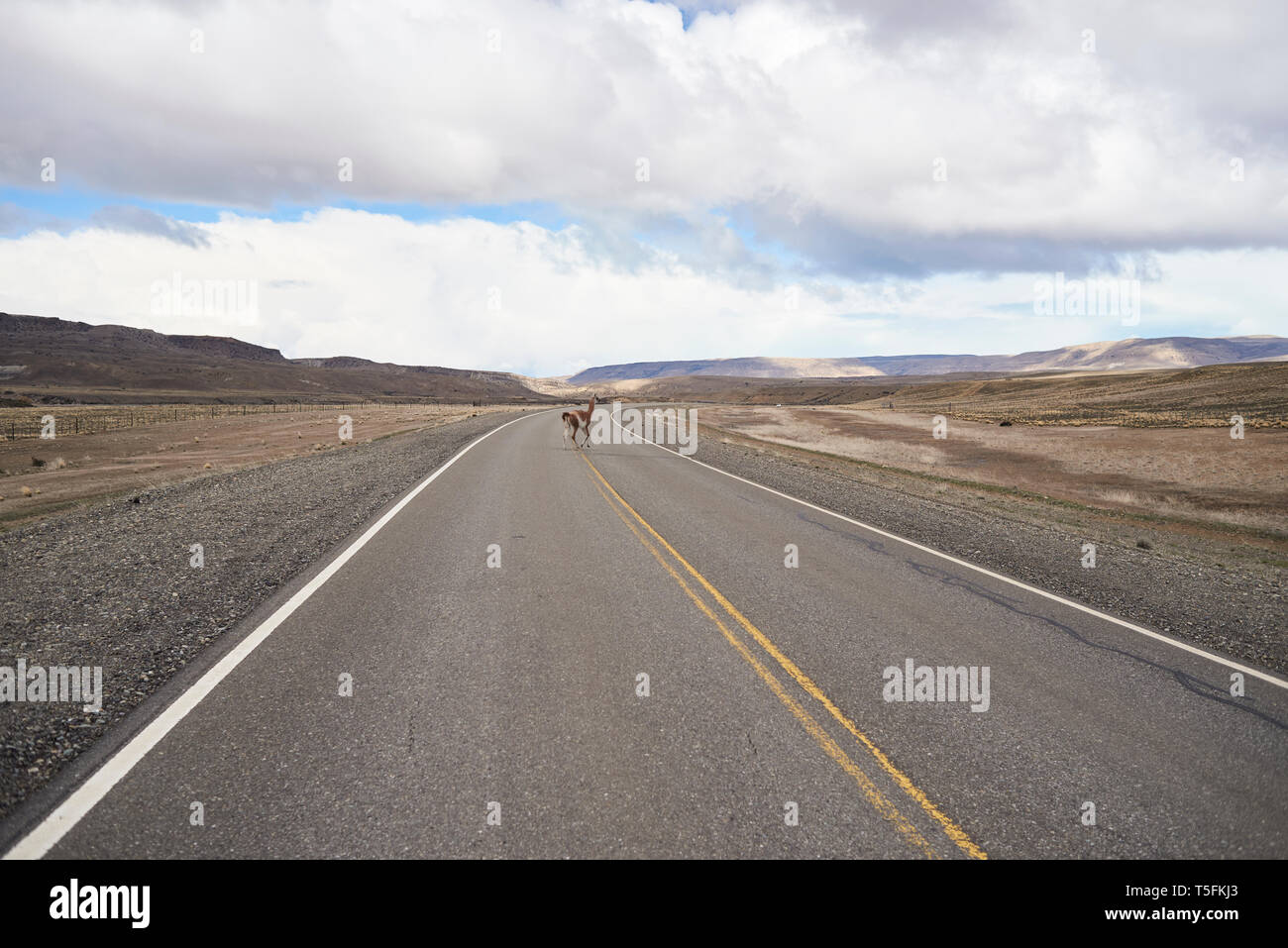Argentina, Patagonia, Ruta Nacional 40, Guanaco cruce carretera vacía en el medio del desierto Foto de stock