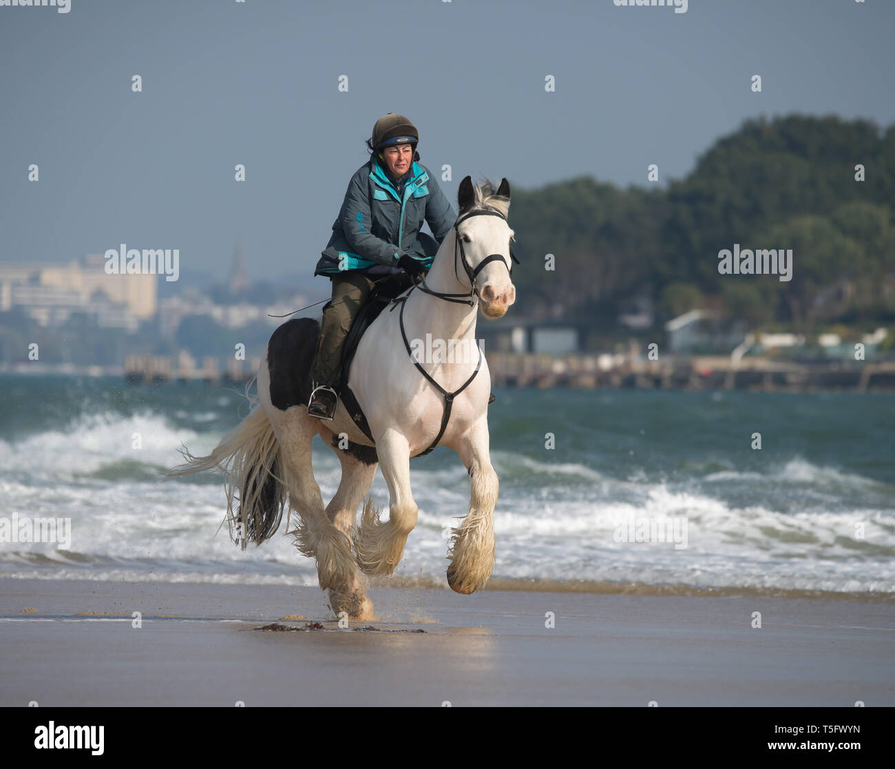 Caballo. Studland Bay. Foto de stock