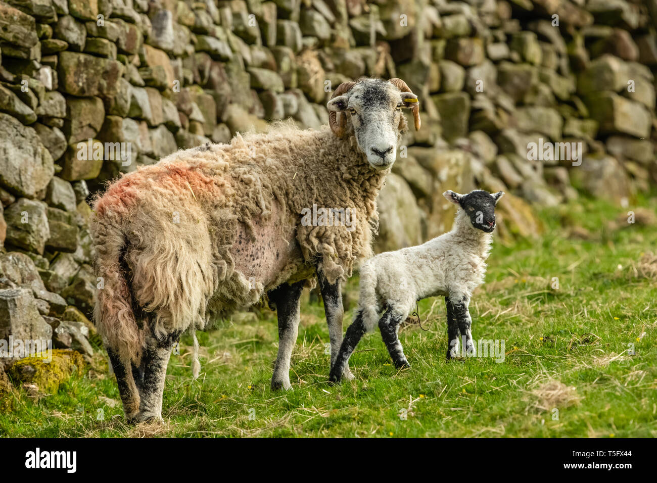 Swaledale oveja en primavera con un único nacido cordero. Drystone bancales en el fondo. Valles de Yorkshire, Inglaterra, Reino Unido paisaje, Horizontal. Foto de stock