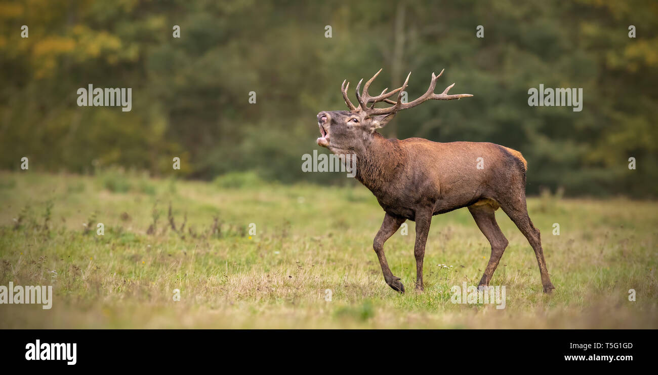 Red Deer, Cervus elaphus, stag rugiendo durante la temporada de celo en otoño. Foto de stock