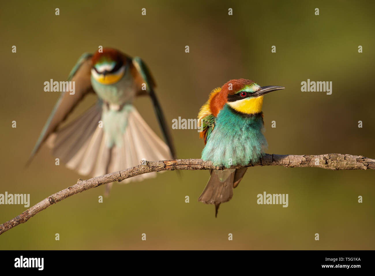 Pareja de abejarucos europeo, Merops apiaster. Foto de stock