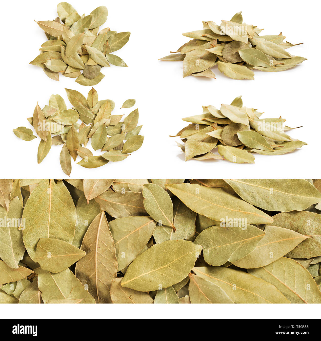 Conjunto de hojas de laurel secas montón y textura aislado en blanco