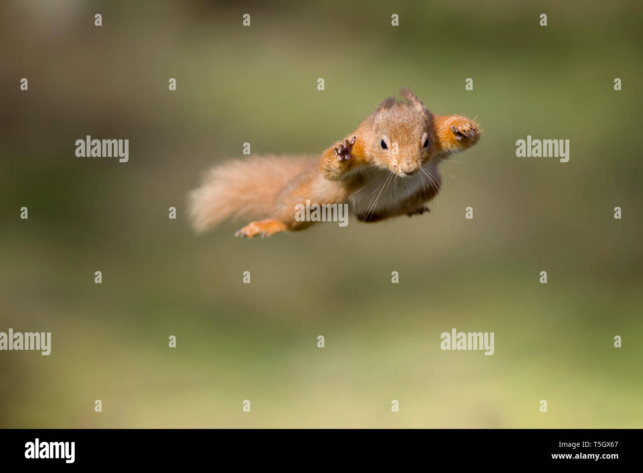 La ardilla roja, Sciurus vulgaris, saltar Foto de stock