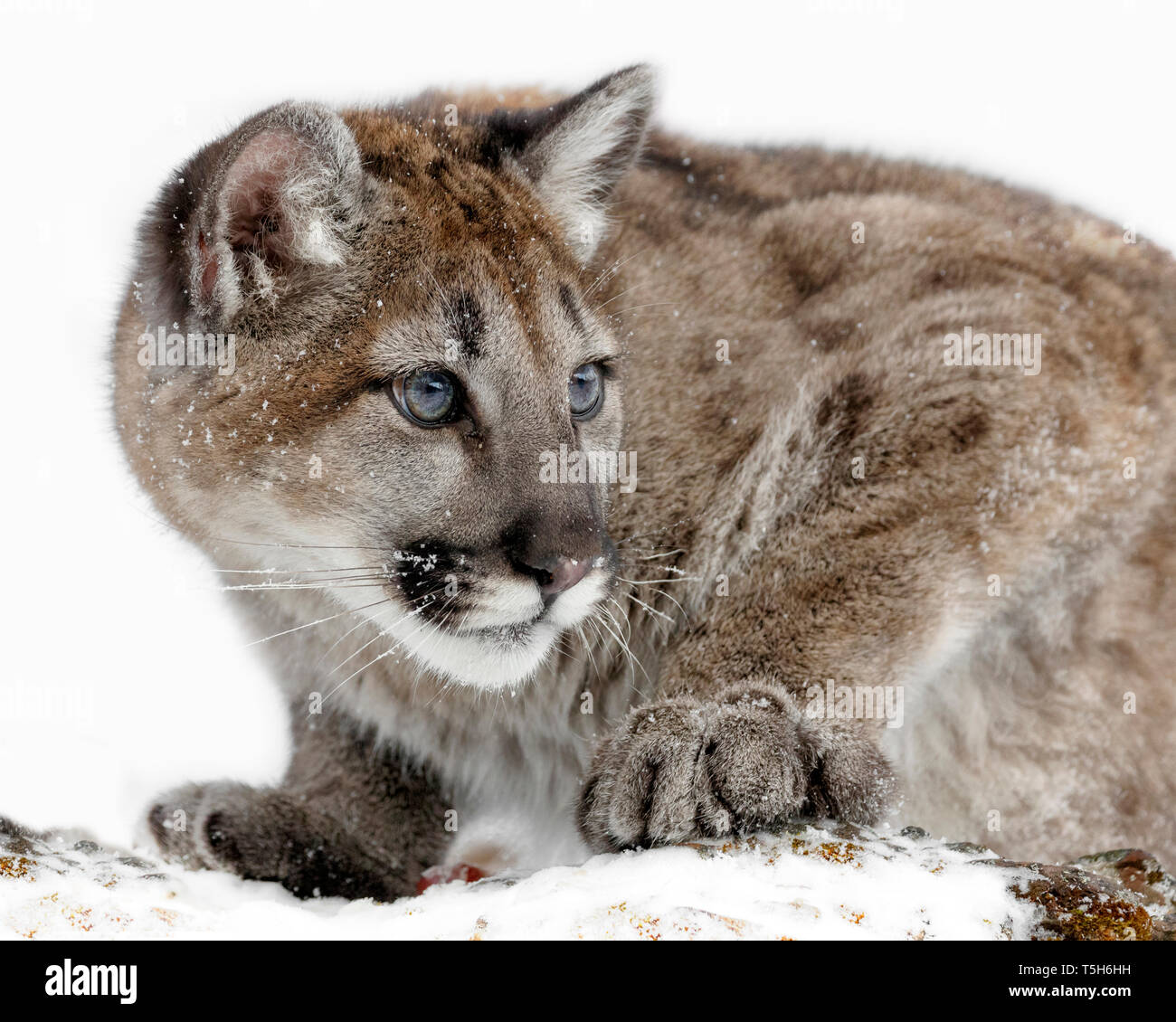 Este retrato de un joven león montañés gatito aproximadamente de 6 a 8 meses de edad. Todavía tenía los ojos azules y un pelaje moteado Fotografía stock - Alamy