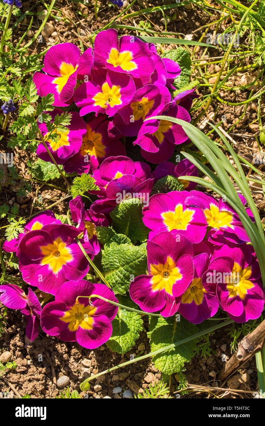 Rosa Primulas creciente en la primavera del noreste de Italia. Son comunes de la Primula vulgaris variedad, también conocida como prímula onagra común o en inglés Foto de stock