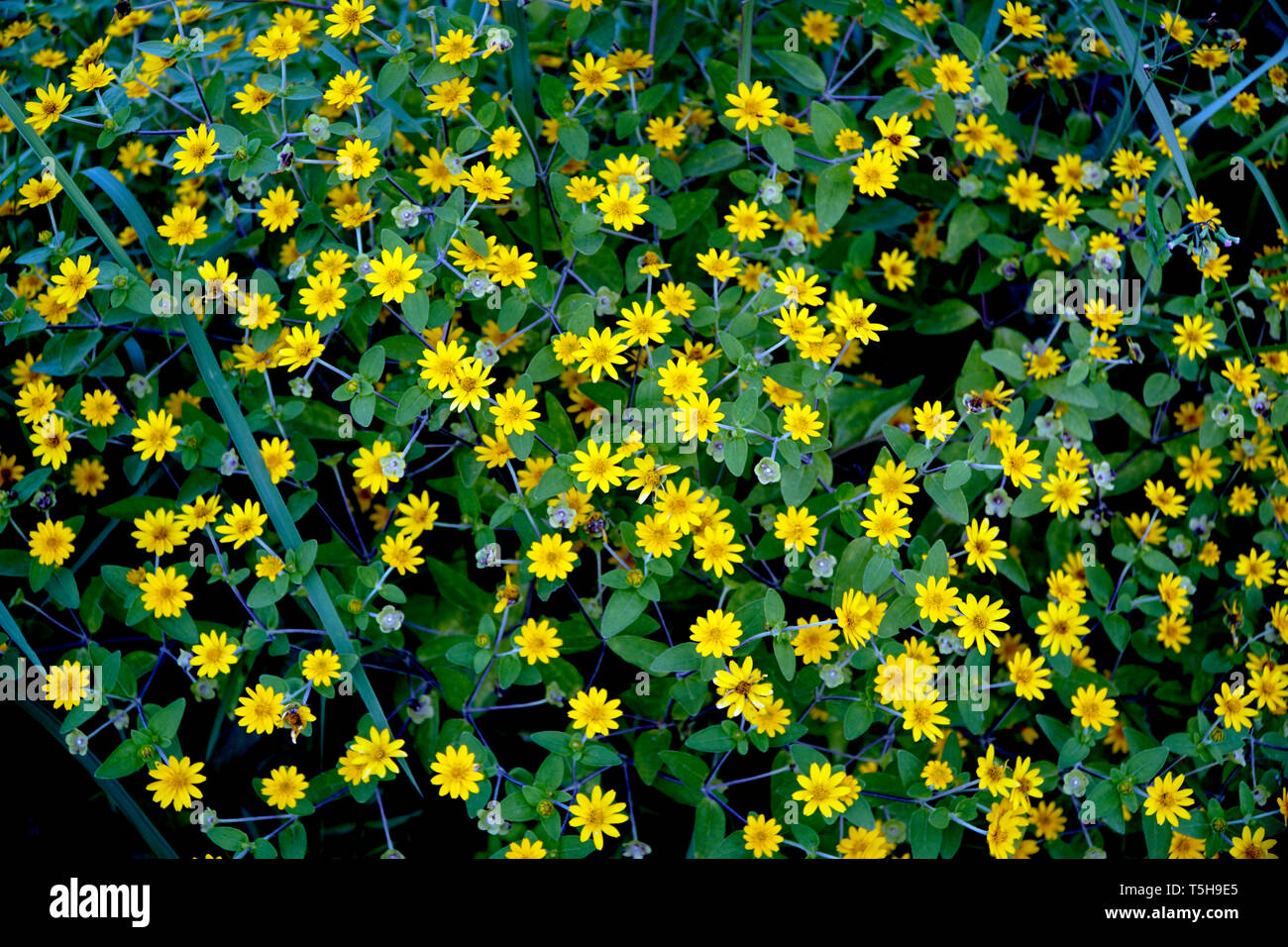 Pequeños girasoles amarillos fotografías e imágenes de alta resolución -  Alamy