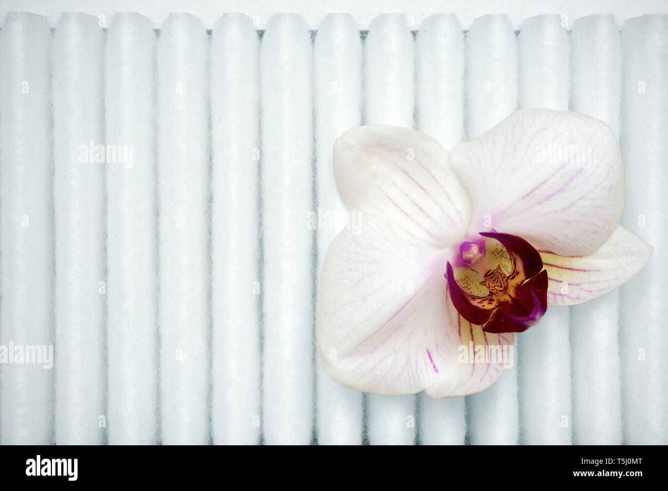 Flor de orquídea blanca sobre la superficie del filtro de aire blanco Foto de stock