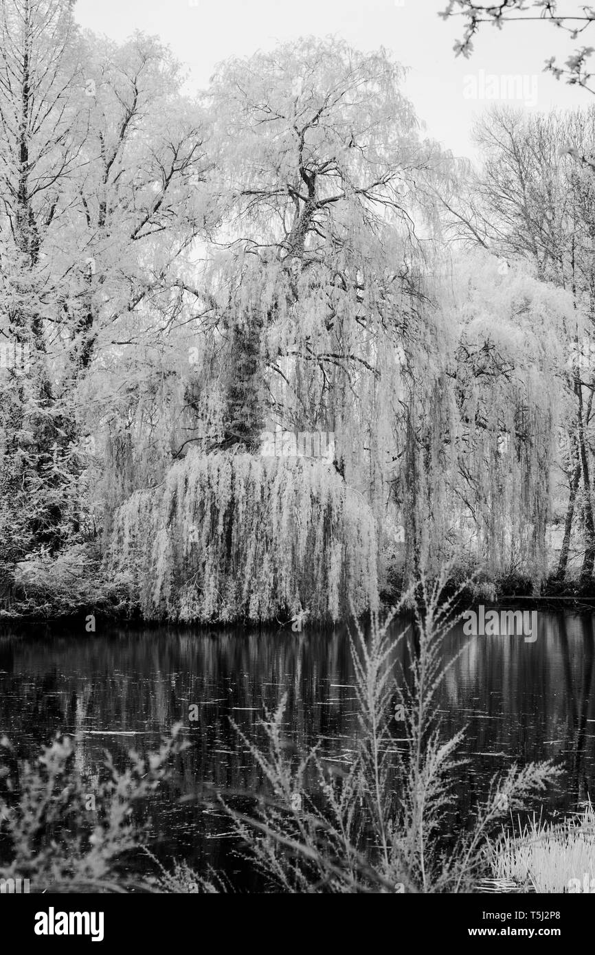árbol de sauce llorón Imágenes de stock en blanco y negro Alamy