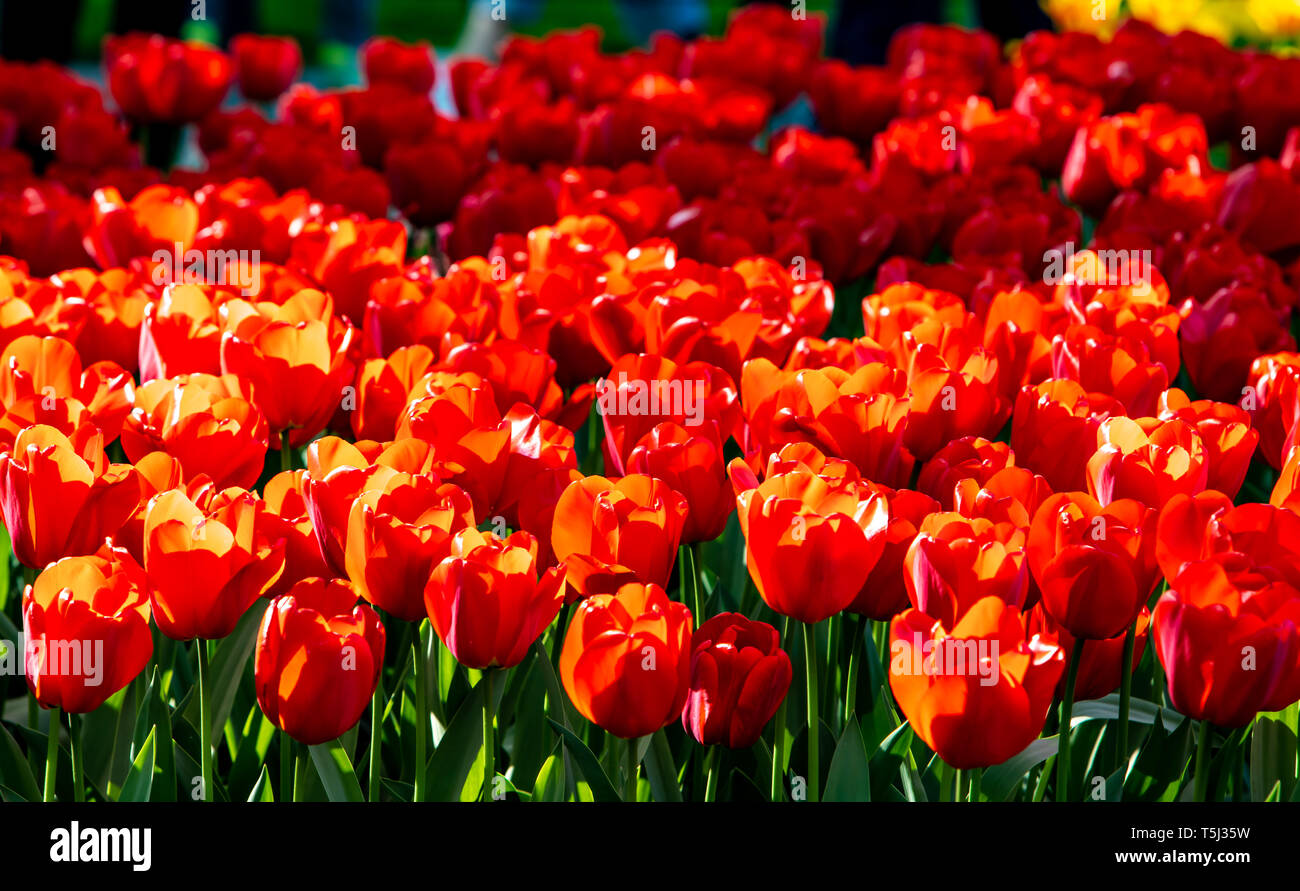 Hermosos tulipanes rojos en el soleado clima en Holanda. Foto de stock