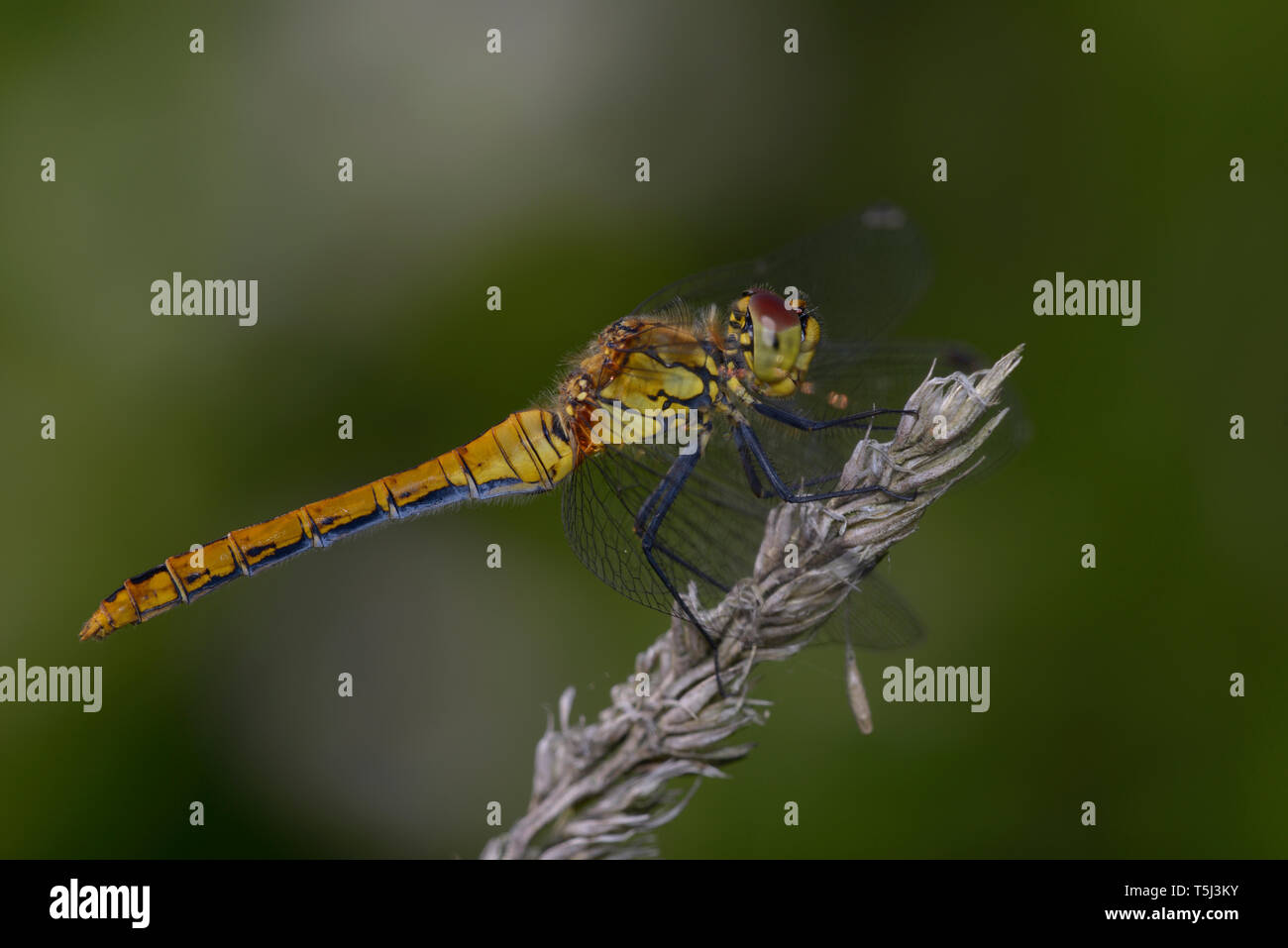 Una libélula Ruddy Darter, sympetrum sanquineum, - sentado en una planta de tallo seco. Foto de stock