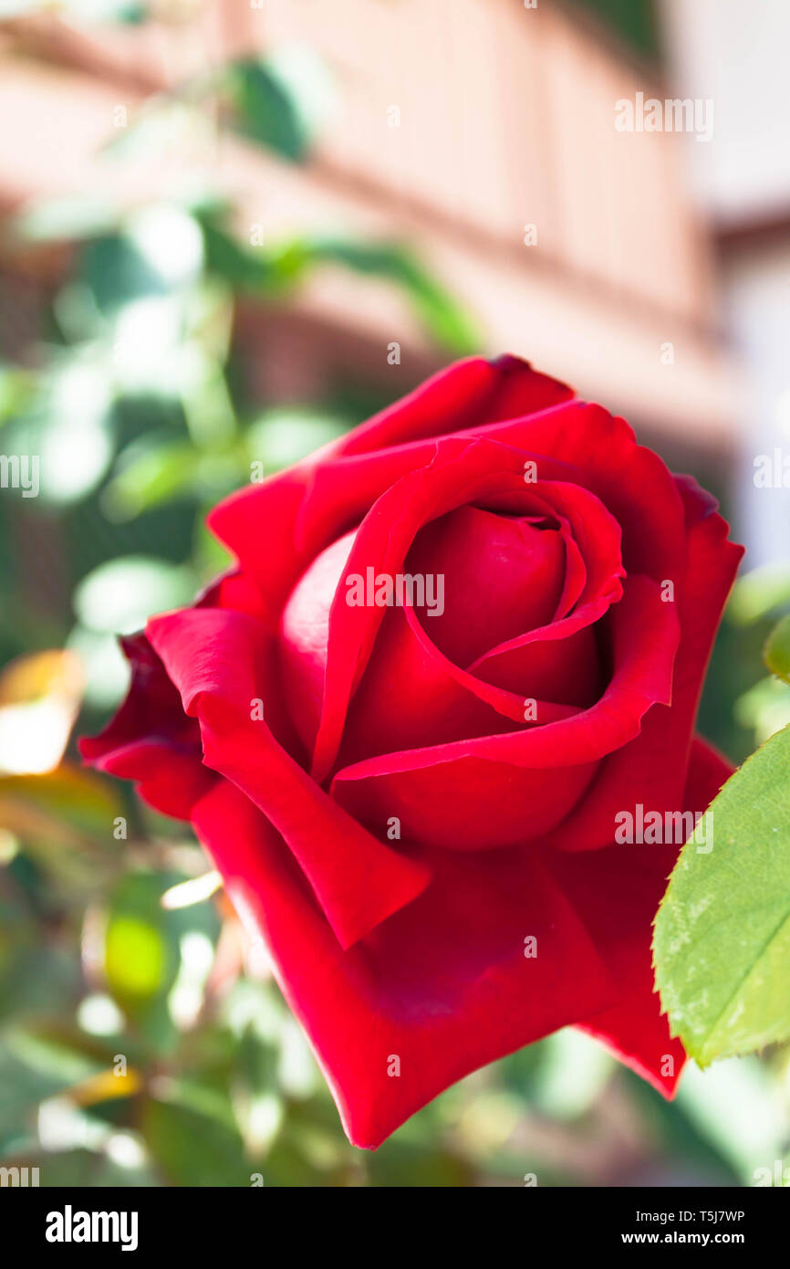 Precioso solo bella flor rosa roja sobre fondo natural de macro Fotografía  de stock - Alamy