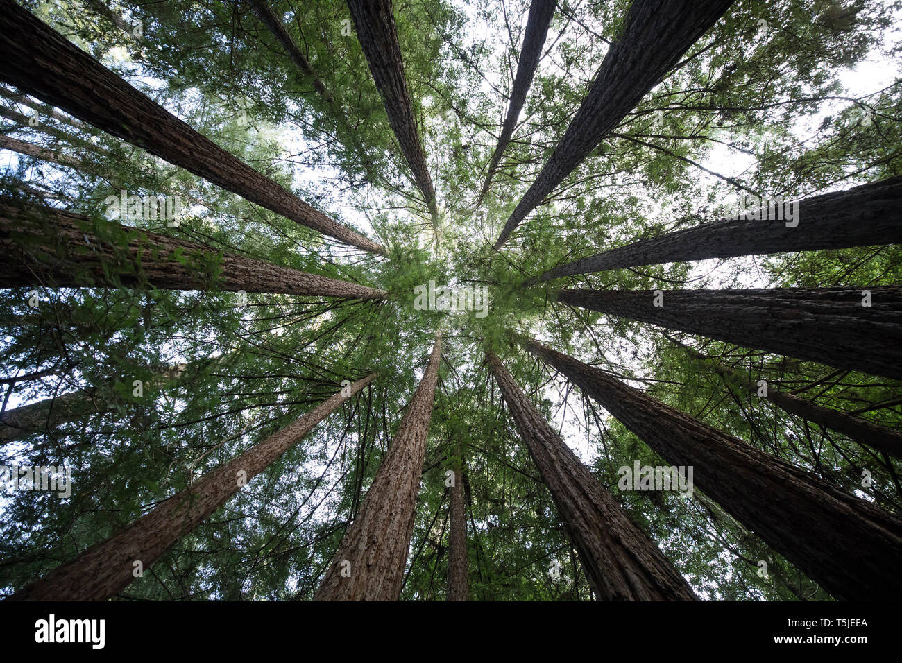 Un grupo de Secoyas de California (Sequoia sempervirens) domina el paisaje cerca de la ciudad de Monte Rio en costa de Sonoma en California. (Foto B Foto de stock