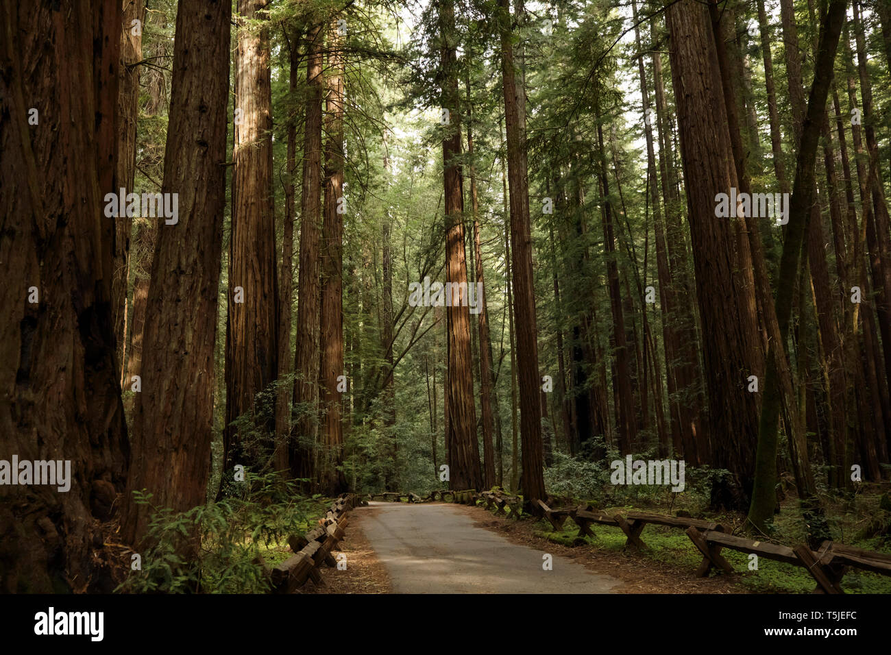 El Armstrong Redwoods State Reserve en Guerneville, California es el hogar de miles de altísimas secoyas (Sequoia sempervirens) que son fácilmente Foto de stock