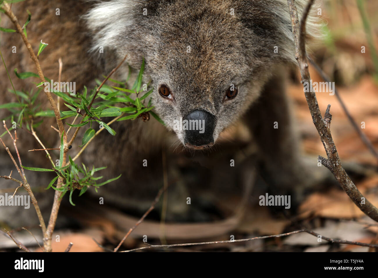 Los koalas salvajes en Australia Foto de stock