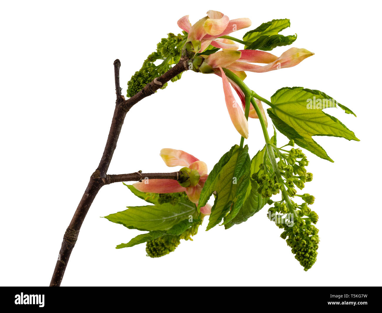 Salen las flores y follajes de Acer pseudoplatanus, el árbol sicómoro, sobre un fondo blanco. Foto de stock