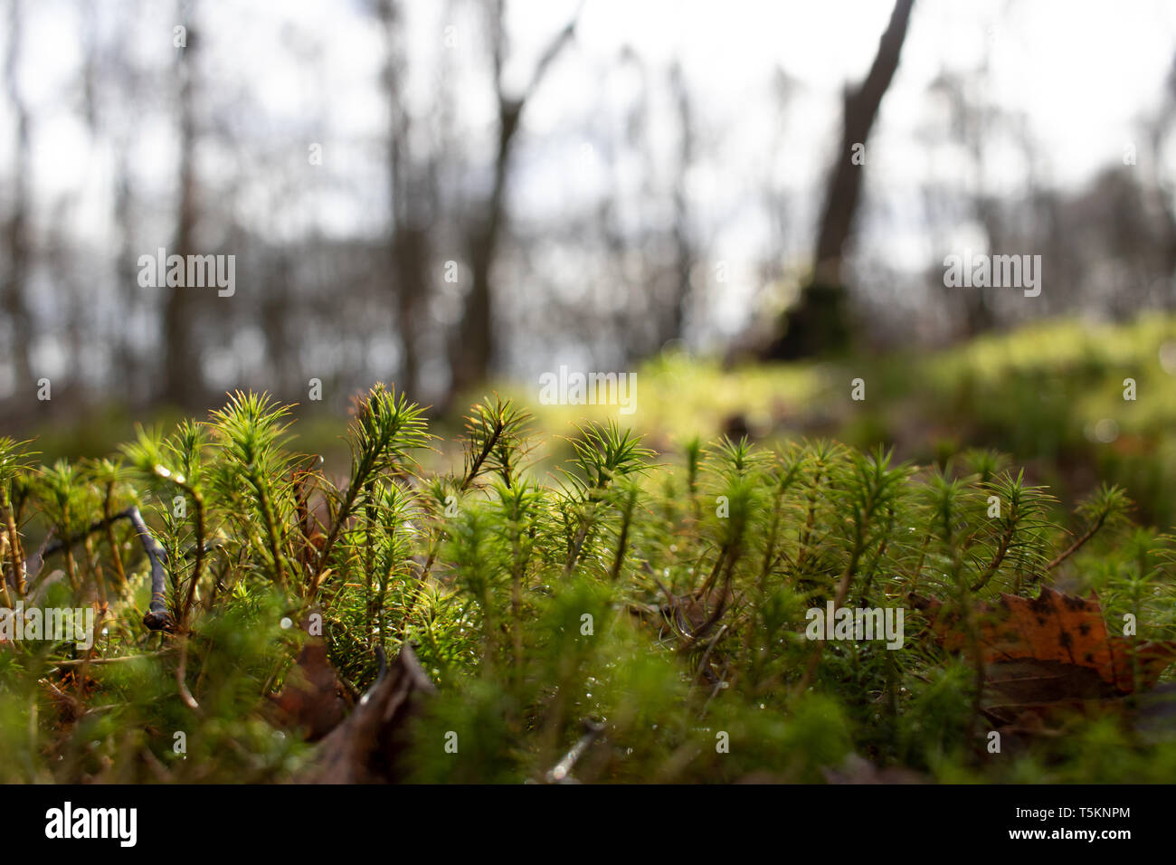 Zona de bosque en los alrededores de Loch, hierba verde y el otoño vibes Foto de stock