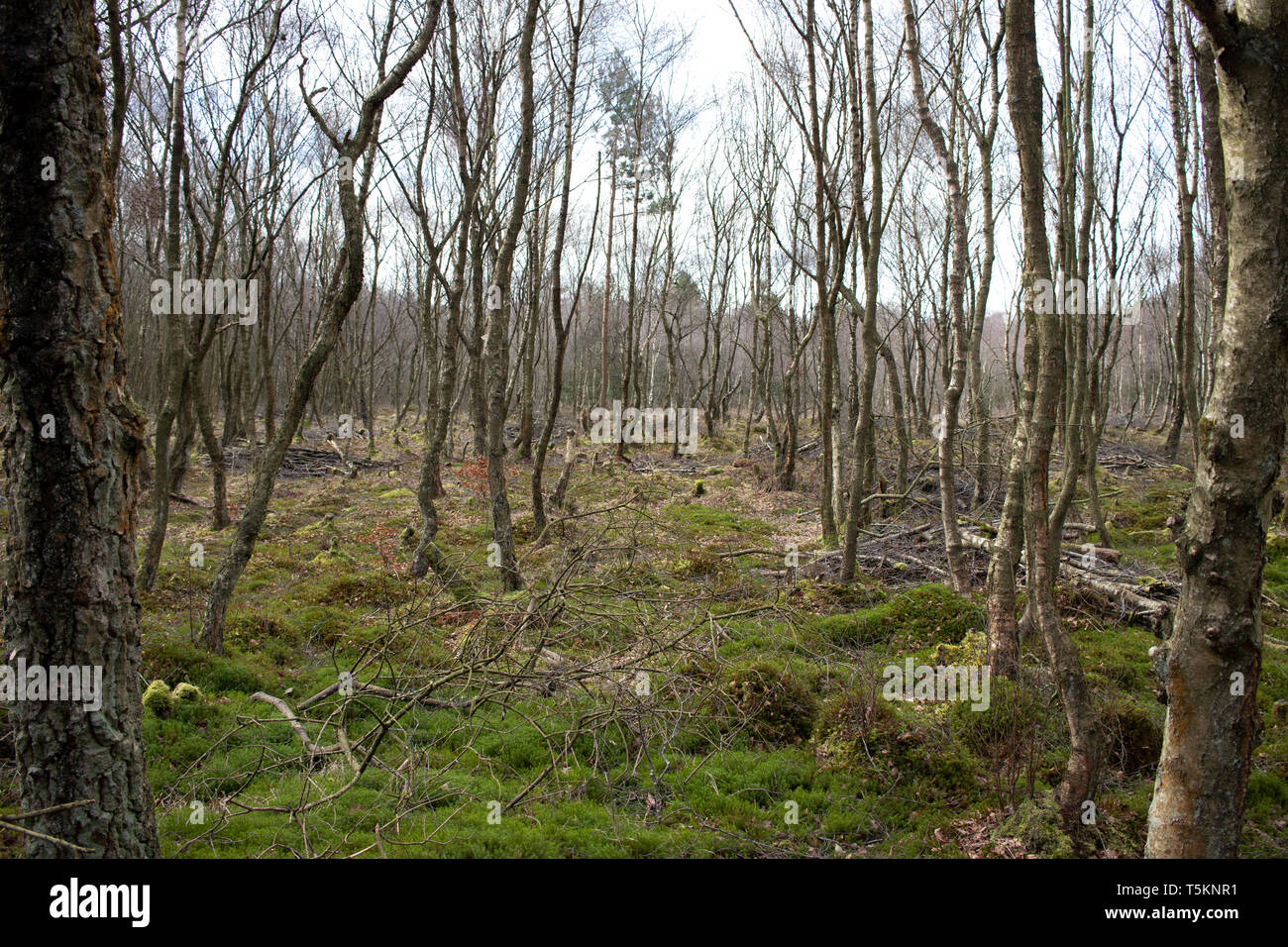 Zona de bosque en los alrededores de Loch, hierba verde y el otoño vibes Foto de stock