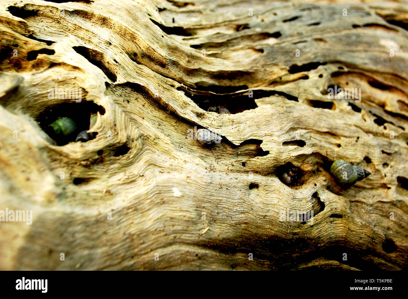Caracoles marinos viven en los agujeros de un viejo tronco de árbol Foto de stock