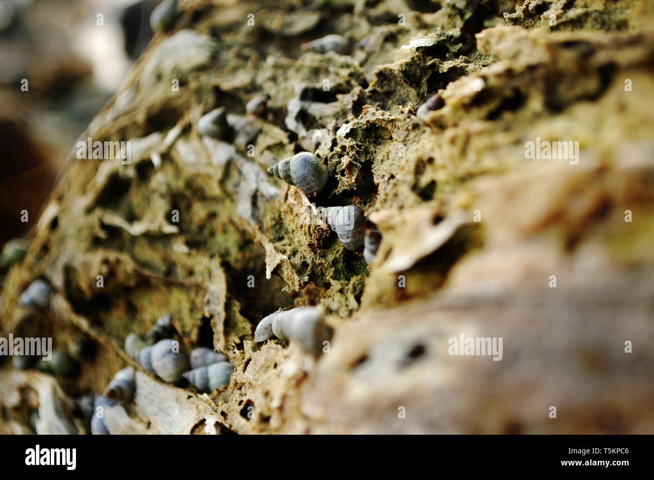 Los caracoles de mar en un decadente viejo tronco de árbol Foto de stock