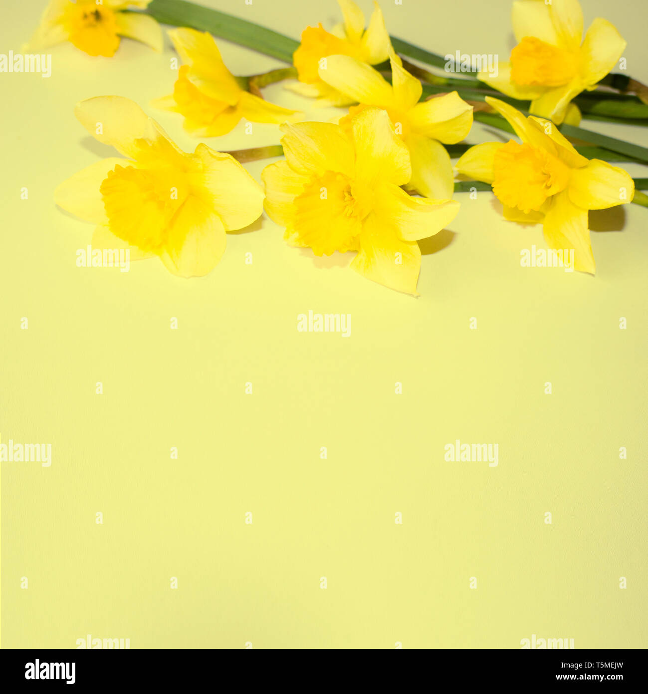 Telón de fondo con flores. La elegante decoración. Las flores de la primavera narcisos. Fondo amarillo. Foto de stock