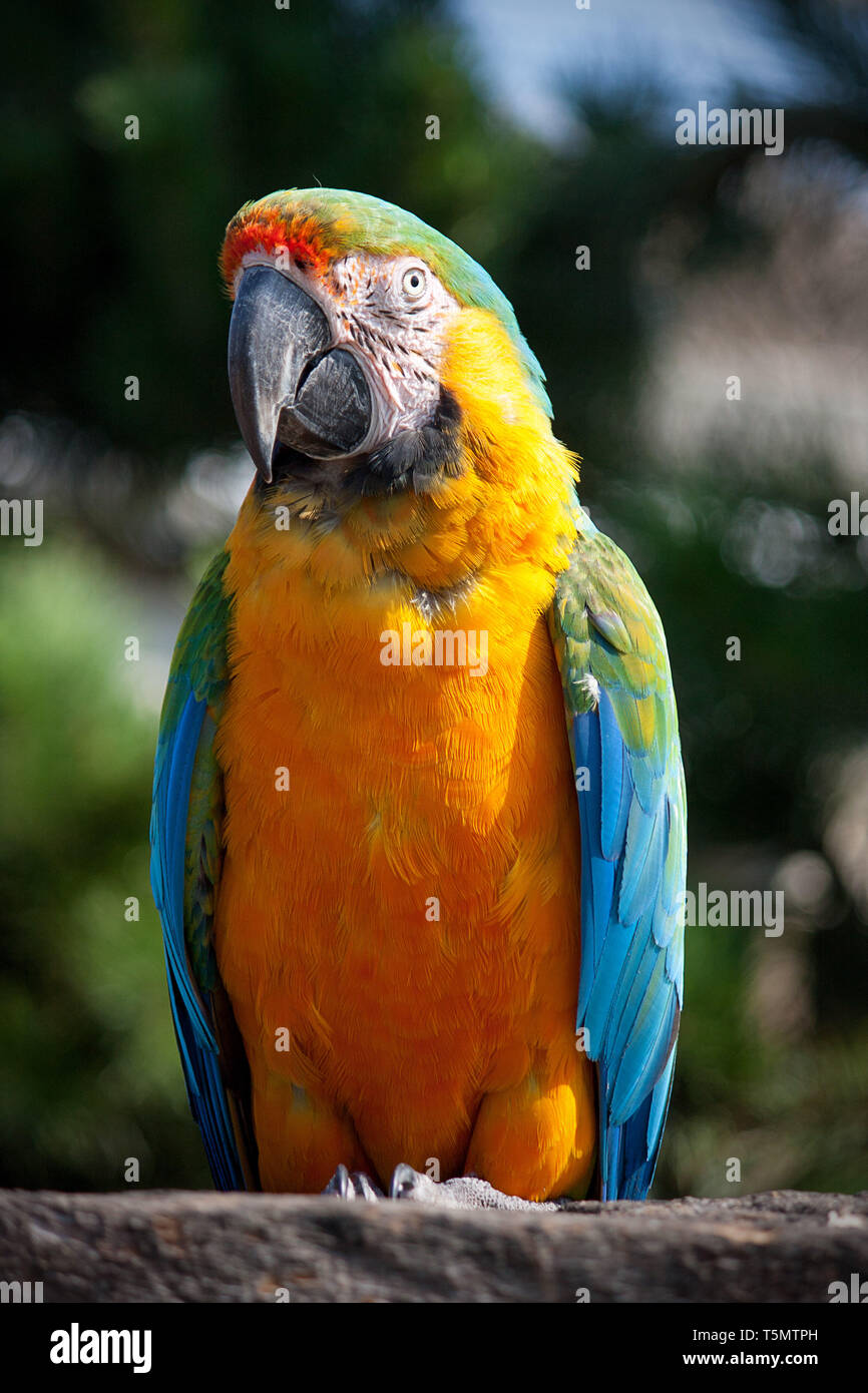 Ara Papagei / Perico loro guacamayo azul y amarillo Foto de stock