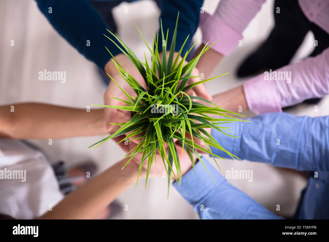 El grupo de empresarios manos sosteniendo Verde Maceta Foto de stock