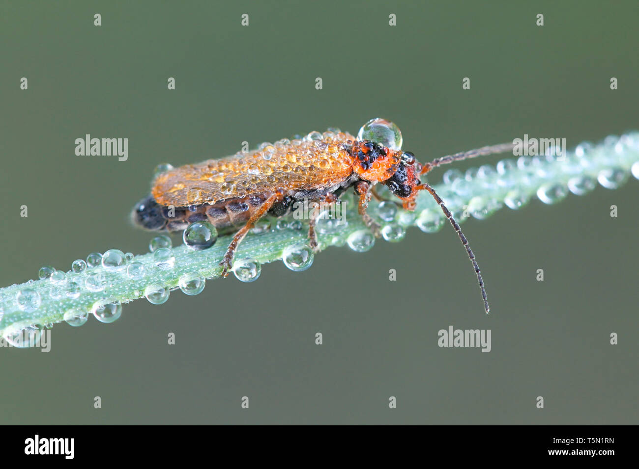 Escarabajo Soldado, también llamado leatherwing, Cantharis figurata Foto de stock