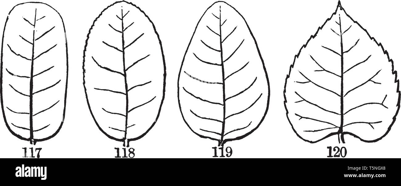 En este marco hay plumas teñidas de hojas. En primer lugar, salga es oblongo, segundo es elíptica, tercero es de forma oval y última es cordiforme, vintage line draw Ilustración del Vector
