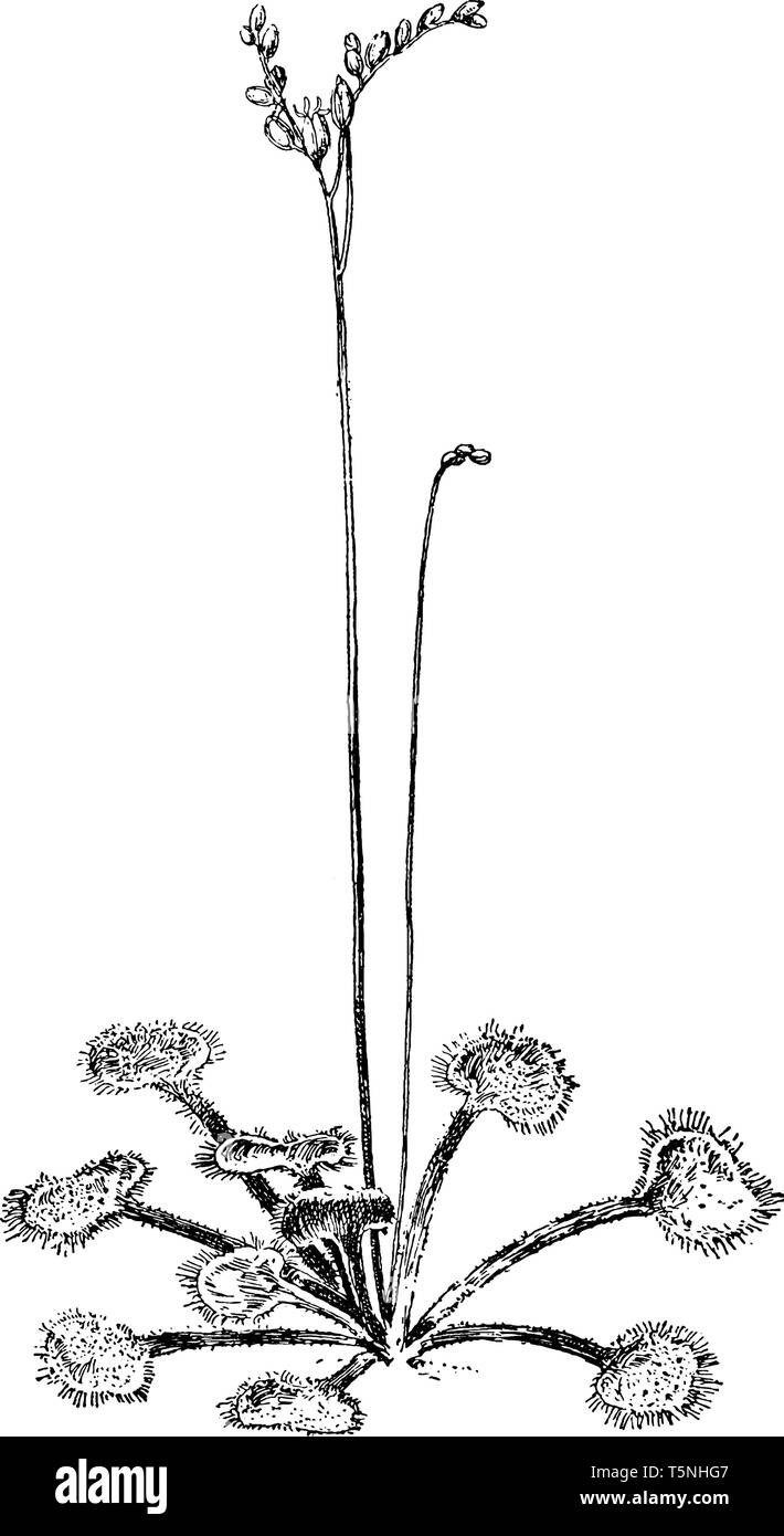 La imagen muestra Round-Leaf Sundew planta. También se denomina como Drosera rotundifolia. Las hojas son redondeadas, de color rojizo y habiendo violáceo hai Ilustración del Vector