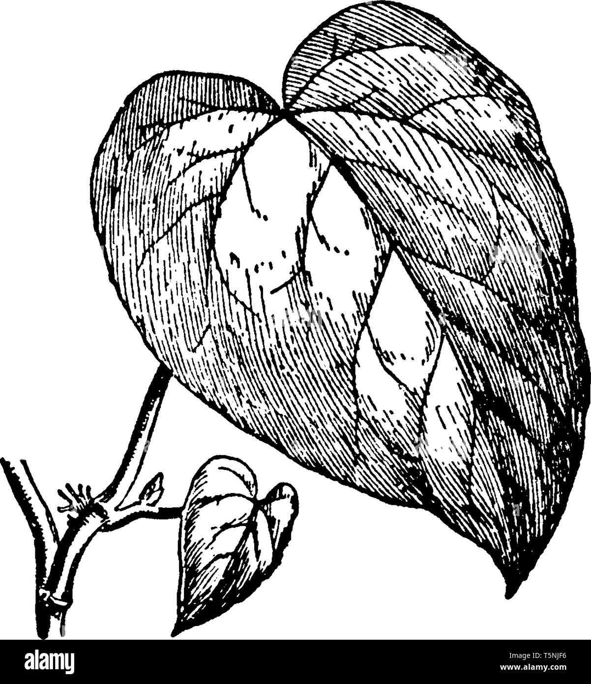 Hedera colchica es una especie de hiedra que es nativa de Oriente Próximo y Oriente Medio. Las hojas son lobuladas de cinco menores en hojas y tallos, escalada progresiva Ilustración del Vector