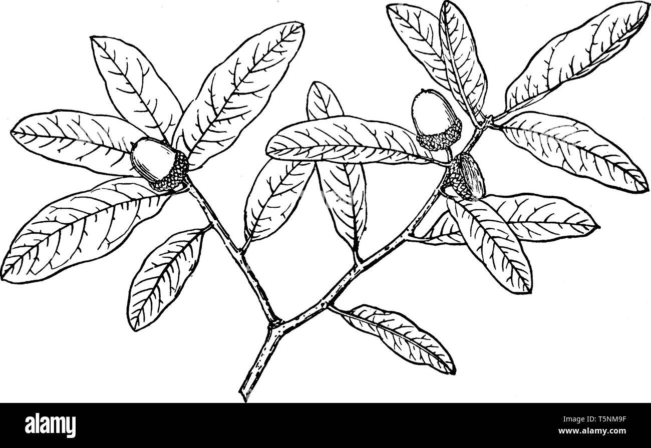 La imagen muestra la rama de árbol Oblongifolia Quercua. Quercus Oblongifolia, comúnmente conocido como el azul de Live Oak, Sonoran roble azul, es una perenne sm Ilustración del Vector