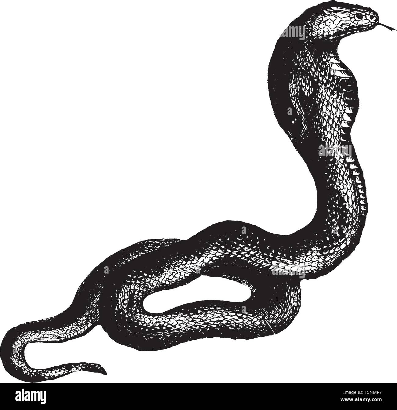 Cobra es una especie de serpientes venenosas de la familia Elapidae, grabado o dibujo de línea vintage de la ilustración. Ilustración del Vector