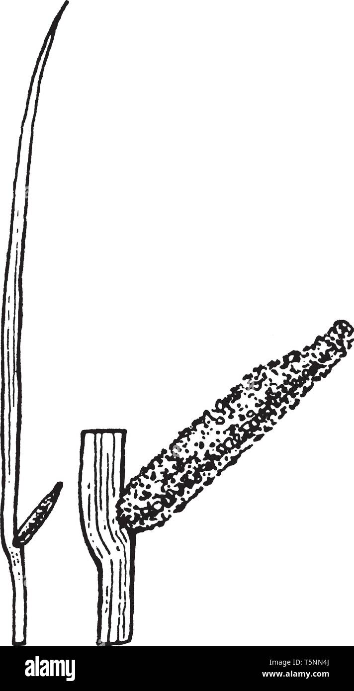 Una imagen de Acorus plantas en floración. El Spadix es de 4-10 cm de largo y está delimitada por el follaje. Las brácteas pueden ser diez veces más largo que el Spadix, vi Ilustración del Vector