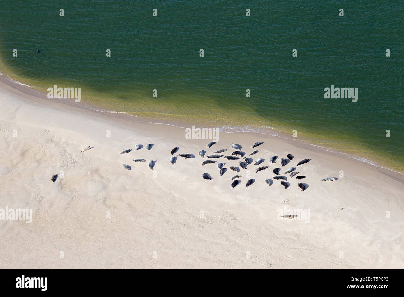 Vista aérea a través de la colonia de focas comunes (Phoca vitulina) y focas grises (Halichoerus grypus) apoyado en el arenal, el Parque Nacional del Mar de Wadden, Alemania Foto de stock