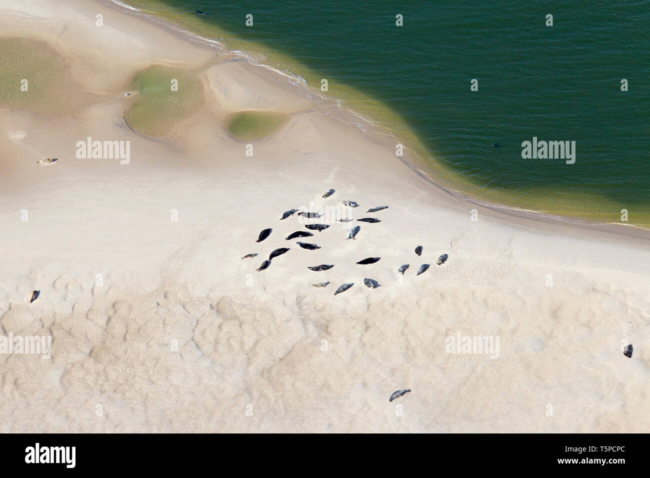 Vista aérea a través de la colonia de focas comunes (Phoca vitulina) y focas grises (Halichoerus grypus) apoyado en el arenal, el Parque Nacional del Mar de Wadden, Alemania Foto de stock
