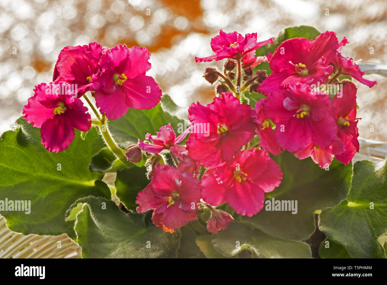 Violeta Africana planta fresca en flor Fotografía de stock - Alamy