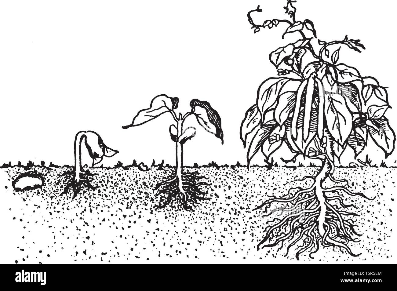 En la imagen que se le muestran el crecimiento de la planta de frijol