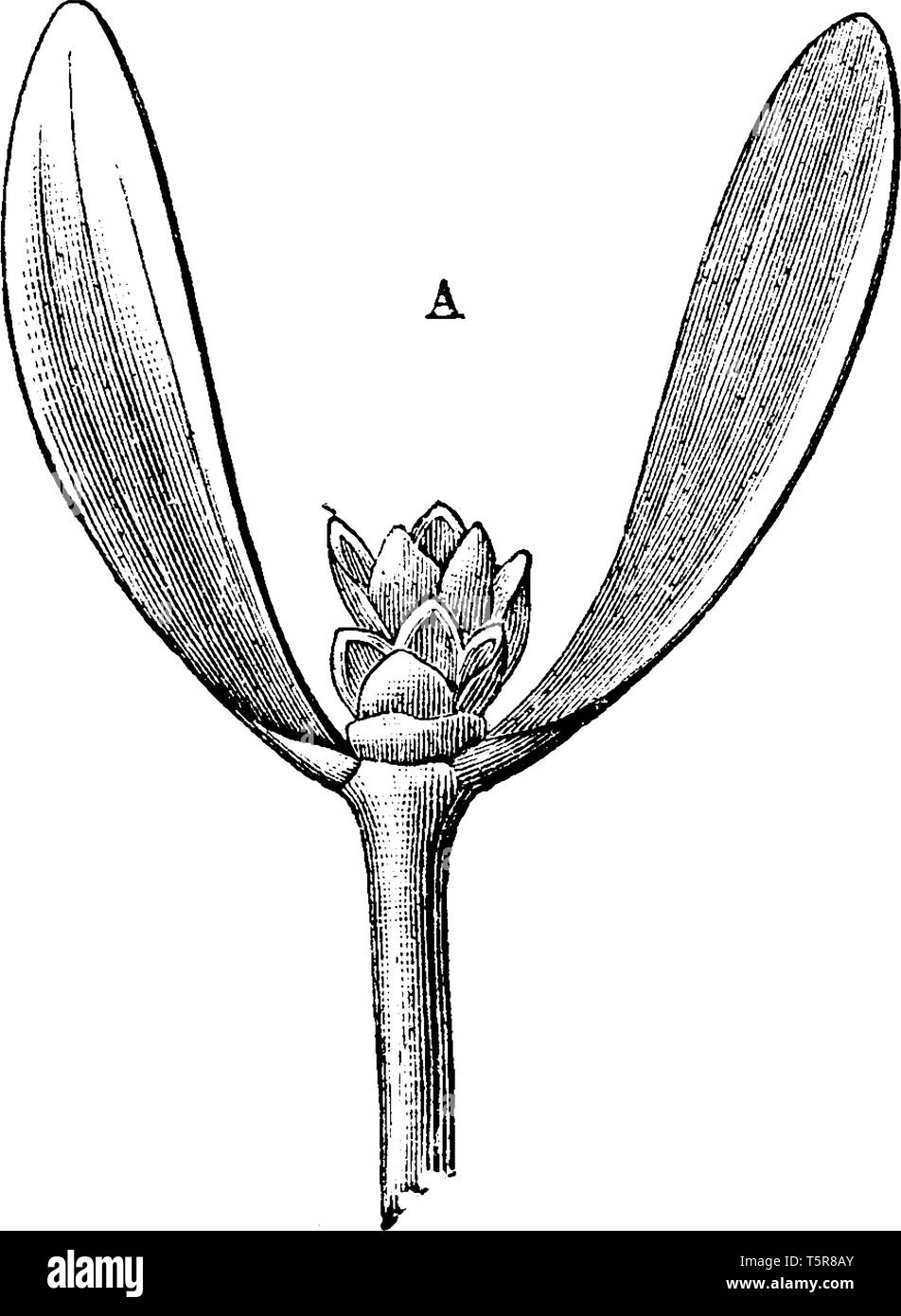 Esta imagen muestra una flor de muérdago planta, las flores de estas plantas están en espigas