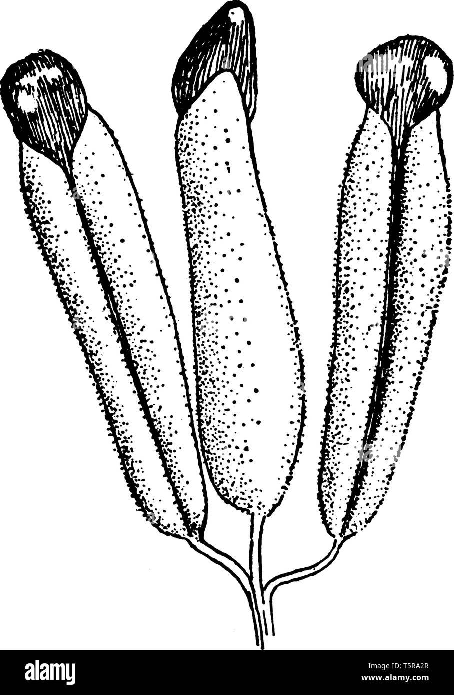 El TIFA flor tiene dos partes,